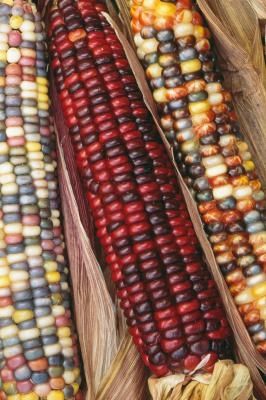 How to Preserve Decorative Indian Corn Rainbow Corn, Flint Corn, Popcorn Seeds, Glass Gem Corn, How To Make Corn, Growing Corn, Harvest Fest, Indian Corn, Ears Of Corn