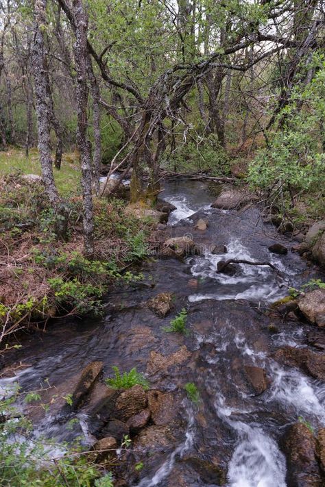 View of a mountain stream in spring in the sierra de guadarrama royalty free stock photos Leaf Images, Mountain Stream, Vector Flowers, Bob Ross, Leaf Nature, Nature Scenes, Mountain View, Free Stock Photos, Photo Image