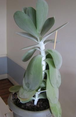 Help ID my "paddle plant"??  and why is it drooping Dainty Plants, Kalanchoe Luciae, Succulent Crafts, Kalanchoe Thyrsiflora, Paddle Plant, Grafting Plants, Garden Spheres, Succulent Collection, Aloe Plant