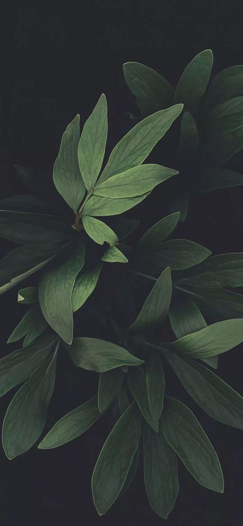 Green Leaf Wallpaper Aesthetic, Olive Color Wallpaper, Dark Green And Gold Aesthetic, Olive Green Wallpaper, Leaves Wallpaper Iphone, Dark Green Wallpaper, Qhd Wallpaper, Phone Background Patterns, Dark Green Background