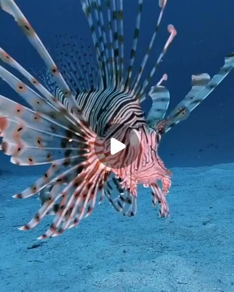 Red Or Black, Lion Fish, Marine Fish, Aquatic Animals, Invasive Species, Marine Mammals, Sea Lion, Ocean Creatures, Animal Videos