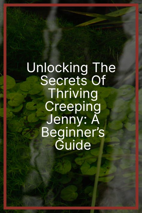 Create a Lush Green Carpet with Creeping Jenny 🌿🌼🌱 Dive into the world of Creeping Jenny, a versatile ground cover with charming yellow flowers and vibrant foliage. #CreepingJenny #GardenBeauty #GroundCove Creeping Jenny Ground Cover, Creeping Jenny Plant, Lysimachia Nummularia, Creeping Jenny, Invasive Plants, New Roots, Rock Wall, Green Carpet, Garden Tips