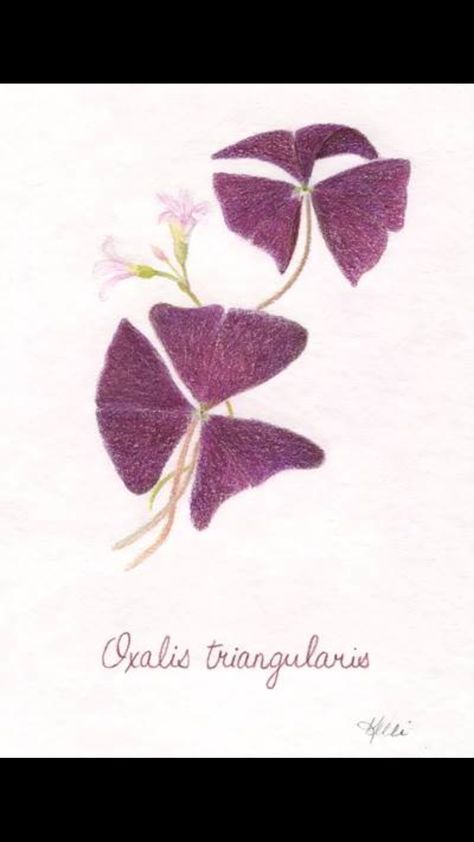 Purple oxalis Oxalis Plant, Purple Oxalis, House In Winter, Shamrock Plant, Watercolour Tattoos, Purple Shamrock, Oxalis Triangularis, Shamrock Tattoos, Phone Case Diy Paint