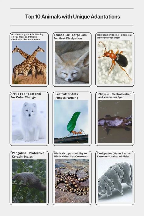 Top 10 Animals with Unique Adaptations - Smore Science Magazine Animal Adaptations Activities, Sunda Pangolin, Adaptations Science, Animal Experiments, 10 Animals, Animal Adaptations, Science Magazine, 5th Grade Science, Animal Science