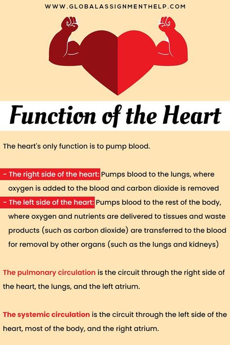 functions of the heart Biochemistry Notes, General Knowledge For Kids, Learn Biology, Human Body Science, Notes Life, Human Biology, Human Body Facts, Brain And Nervous System, Nurse Study