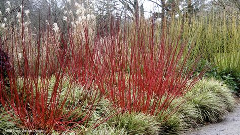 Workhorse Plants — Swansons Nursery - Seattle's Favorite Garden Store Since 1924 Entrance Landscape, Dogwood Shrub, Cold Climate Gardening, Urban Gardening Ideas, Red Dogwood, Landscaping Shrubs, Red Twig Dogwood, Fast Growing Shrubs, Twig Dogwood