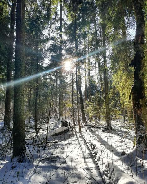 Snowy Pine Forest, Russian Apartment, Clan Ideas, Forest Pics, Denmark Winter, Russia Nature, Anastasia Broadway, Siberian Forest, Henry Jekyll