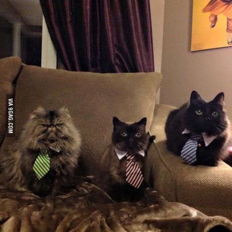 My friends mom got their cats all ties today Friday Funny Images, Best Cat Gifs, Cat Humor, Kitten Photos, Kitten Pictures, Funny Cat Pictures, Having A Bad Day, Funny Cat Videos, Cats Meow