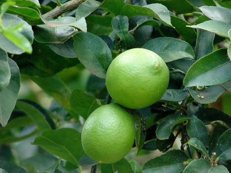 Key Lime Tree Care, Persian Lime Tree, Key Lime Tree, Fruit Trees Backyard, Lime Trees, Sweet Lime, Tree Growing, Florida Gardening, Citrus Aurantifolia