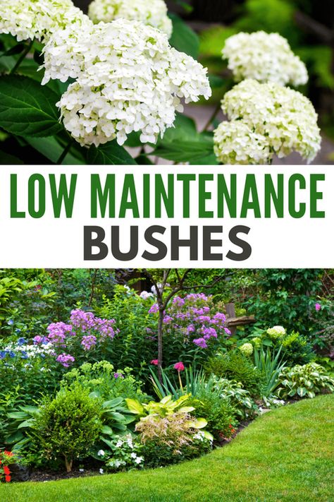 Low-maintenance bushes are some of the best ways to enhance the aesthetics of your yard without too much hassle. #lowmaintenancebushes #shrub #lowmaintenance #landscape #lowmaintenanceshrub Landscaping With Shrubs And Bushes, Shrubs For Backyard Landscaping, Bushes Along Driveway, House Foundation Landscaping, Low Maintenance Bushes And Shrubs, Landscape Bushes Front Yard, No Maintenance Backyard, Easy To Maintain Landscaping, Ornamental Bushes