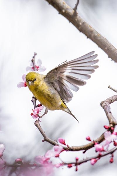 Bird On A Branch, Birds On A Branch, Bird On Tree Branch, Bird On Branch Illustration, Bird Sitting On A Branch, Birds On Branches Photography, Bird Stand, Yellow Bird, Floral Pattern Design