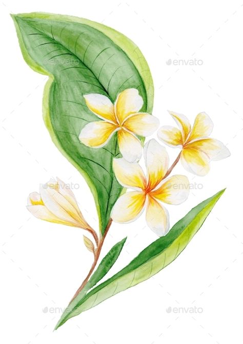 Hand-painted tropical brunch with soft flowers isolated on white background Flores Plumeria, Plumeria Flowers, Watercolor Plants, Modern Wall Art Canvas, Modern Canvas Art, Tropical Foliage, Arte Floral, Framed Canvas Wall Art, Canvas Art Painting