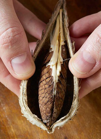 Milkweed Garden, Monarch Butterfly Habitat, Raising Monarch Butterflies, Common Milkweed, Milkweed Pods, Monarch Butterfly Garden, Butterfly Garden Plants, Milkweed Seeds, Butterfly Habitat