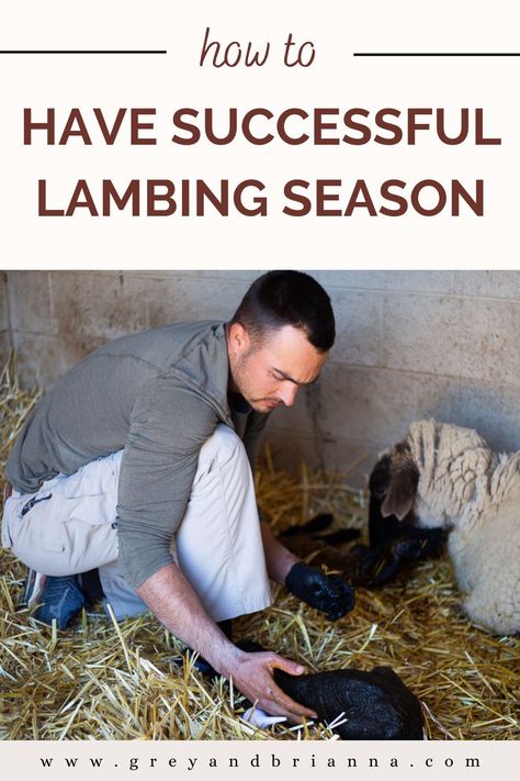 man helping sheep give birth Sheep For Wool, Sheep Raising, Farming Sheep, Lambing Season, Homesteading For Beginners, Raising Sheep, Valais Blacknose Sheep, Sheep Farming, Farming Ideas