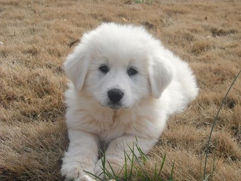 Maremma Dog, Pyrenees Puppies, Great Pyrenees Puppy, Pyrenean Mountain Dog, Livestock Guardian Dog, Great Pyrenees Dog, Great Pyrenees, White Dog, Sweet Dogs