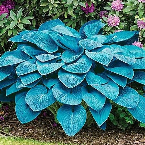 21 Colorful Hostas You Must Plant in Your Garden White Feather Hosta, Hosta Blue Angel, Coleus Plants, Blue Hosta, Spring Hill Nursery, Hosta Gardens, Garden Shade, Hosta Plants, Silvery Blue