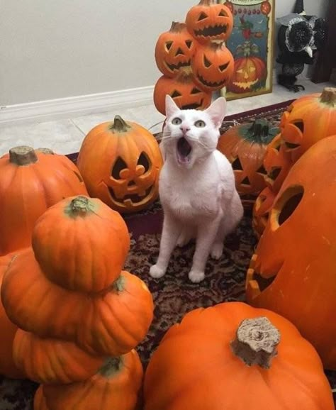 40 Fun and Random Pics Just Begging for Your Click - Gallery Fall Cats, Chat Halloween, Pumpkin Cat, Cat Pumpkin, Halloween Animals, Funny Animal Memes, Fete Halloween, Funny Animal Pictures, Video Chat