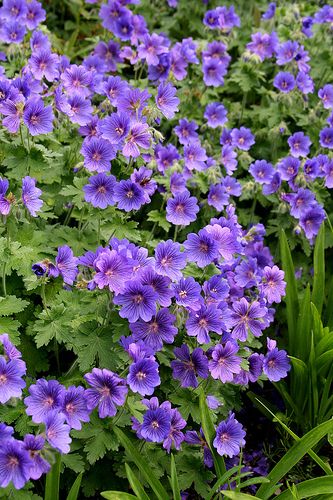 perennial geraniums - cranesbill - wild geraniums... These are ground cover plants. They grow all over the sand dunes along parts of the Northumberland coast in England UK & are a wonderful sight. They're at home in a windy garden & flower profusely over a long period. You can buy the natural colour pictured, or shades of pink. Purple Geraniums, Cranesbill Geranium, Wild Geranium, Chatsworth House, English Gardens, Tropical Pool, Purple Garden, Ground Cover Plants, Blue Garden