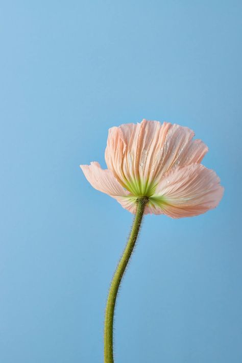 Iceland Poppy Flower · Free Stock Photo Iceland Poppy, Poppy Wallpaper, Spring Images, Flower Image, Minimalist Photos, Spring Background, Background Hd Wallpaper, Orange Poppy, Blue Backdrops