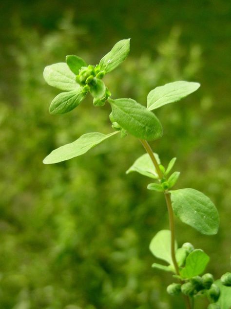 Sweet marjoram. Photograph by Dobromila via Wikimedia. Sweet Marjoram, Origanum Majorana, Culinary Herbs, Gardening 101, Spices And Herbs, Herbs And Spices, Marjoram, Medicinal Herbs, Edible Garden