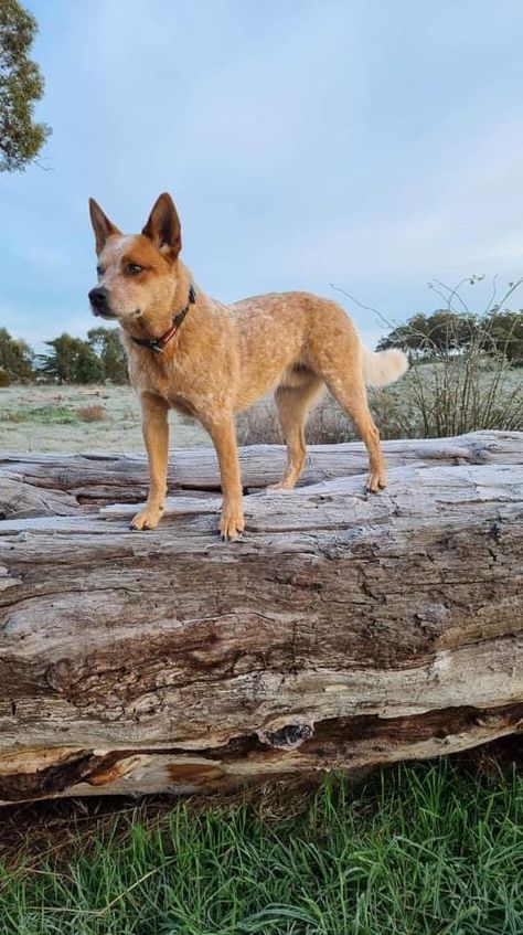 Australian Cattle Dog Red Heeler, Red Cattle Dog, Red Heeler Dog, Queensland Heeler, Australian Cattle Dog Puppy, Aussie Cattle Dog, Heeler Dogs, Austrailian Cattle Dog, Red Heelers