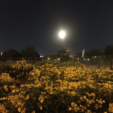 #park #moonlight #nightaesthetic #aesthetic #flowers #nightcore Dandelion Icon, Dandelion Aesthetic, From The Sidelines, Daisy Field, Night Flowers, Aesthetic Flowers, Night Aesthetic, Flower Field, Dark Aesthetic