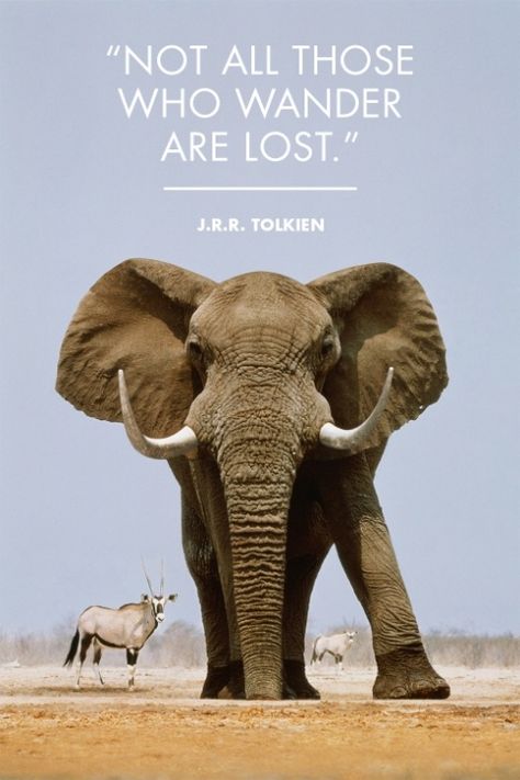 22 Inspirational travel quotes that will make you want to pack your bags right now. Elephant Quotes, African Quotes, Elephant Photography, Elephant Wallpaper, Now Quotes, Elephant Drawing, Best Travel Quotes, Journey Quotes, Travel Quotes Inspirational