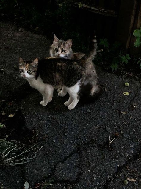 Aesthetic Cats, In The Dark, Japan