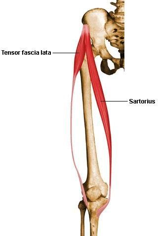 Tensor fascia lata and sartorius Anatomy Of Muscles, Ankle Anatomy, Study Anatomy, Tensor Fasciae Latae, Middle School Health, Anatomy Flashcards, Arm Anatomy, Fascia Lata, Biceps Brachii