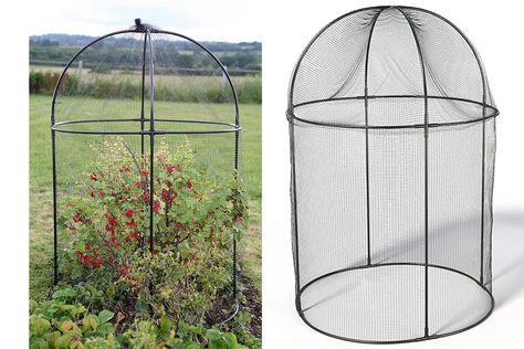 Fruit Cages, Fruit Cage, Plant Cages, Fruit Bushes, Garden Layout Vegetable, Garden Netting, Allotment Gardening, Build A Greenhouse, Homestead Gardens