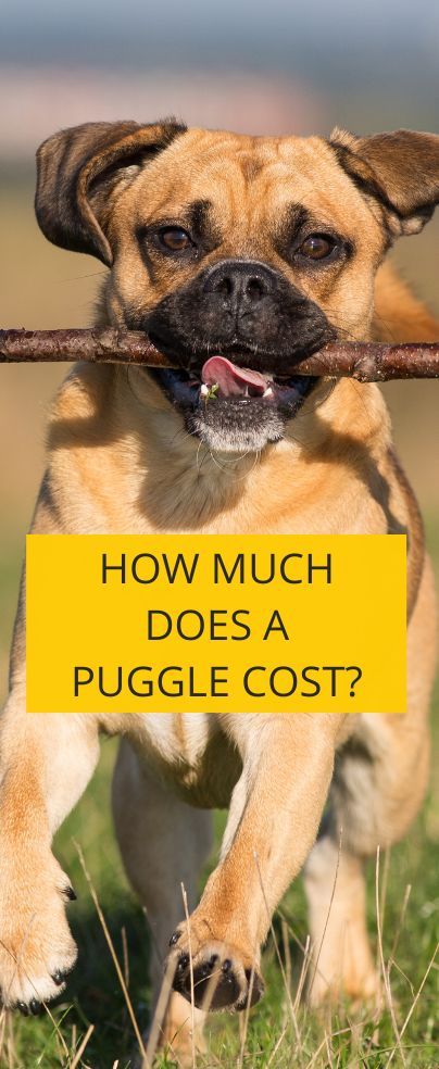 Puggle Puppies, Flat Faced Dogs, Puggle Dogs, Puppy Pads Training, Answer This Question, Daily Exercise Routines, Purebred Dogs, Best Doctors, Mixed Breed Dogs