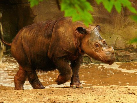 Dicerorhinus s. sumatrensis - Sumatra-Nashorn - Western Sumatran rhinoceros | Flickr - Photo Sharing! Rhino Reference, Sumatran Rhinoceros, Sumatran Rhino, Water Deer, Wild Animals Photography, Endangered Wildlife, Population Growth, Cincinnati Zoo, Fire Ants