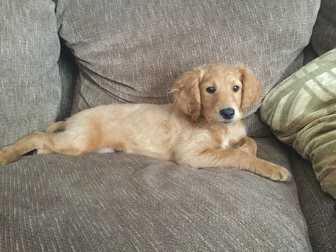 Winnie my flat coated goldendoodle at 10 weeks || Tessa Claborn: also looks like my 6 moth flat coat goldendoodle, Maggie Goldendoodle Puppy For Sale, Mini Doodle, Doodle Puppy, Golden Dog, Mini Goldendoodle, Goldendoodle Puppy, Doodle Dog, Cute Wild Animals, Love Pet