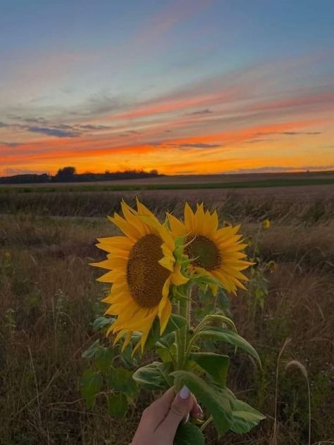 Late Summer Asthetics, Sunset Love Aesthetic, Late August Aesthetic, Sun Flowers Aesthetic, Sun Asthetics, End Of Summer Aesthetic, Mammoth Sunflower, Aesthetic Sunflower, Diy Henna