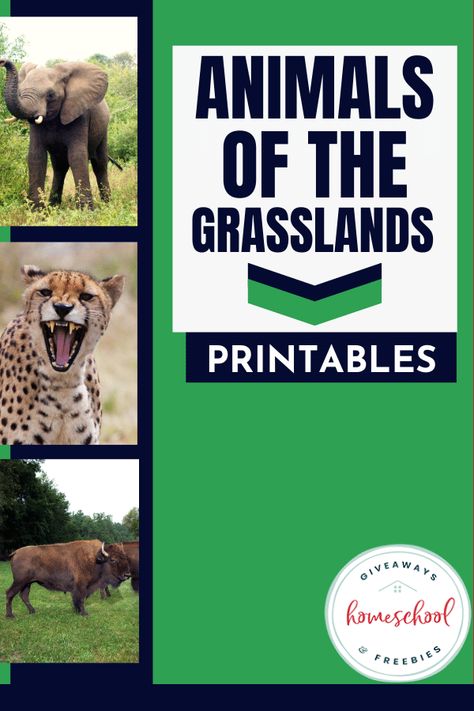 If you are exploring biomes this year, then these animals of the grasslands printables will help liven up your lessons. Grasslands were our favorite unit. Grassland Activities For Preschool, Grasslands Habitat Project, Grassland Project, Grasslands Biome, Habitats Preschool, Endangered Animals Activities, Grassland Animals, Biomes Activities, Grassland Biome