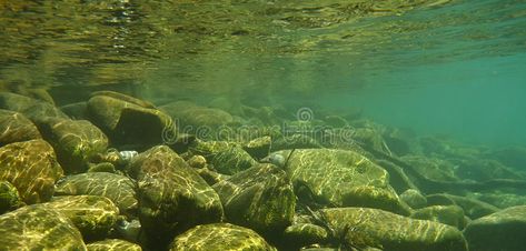 River Bottom Aquascape, River Underwater, Underwater Lake, Underwater River, Ocean Things, River Turtle, Freshwater Shrimp, Environment Photography, Underwater Background