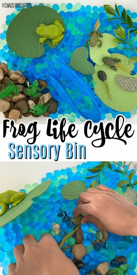 Life Cycle Sensory Bin, Frog Crafts Preschool, Insects Activities, Life Cycles Preschool, Life Cycle Activities, Frog Habitat, Frog Activities, Homeschooling Science, Bee Life Cycle