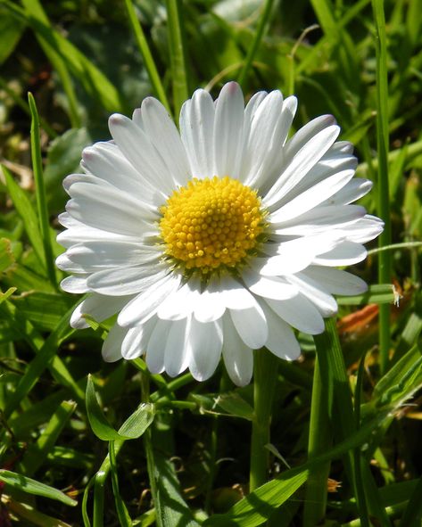 Garden Daisy, Flower Photography, Artistic Inspiration, Flower Bed, Flower Pictures, Flowers Photography, Flower Beds, Daisy Flower, Floral Wallpaper