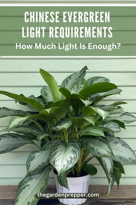 Chinese evergreen light requirements Chinese Evergreen Plant Care, Evergreen Planters, Chinese Evergreen Plant, Plant Mama, Chinese Evergreen, Evergreen Plants, Yellow Leaves, House Plant, Outdoor Planters