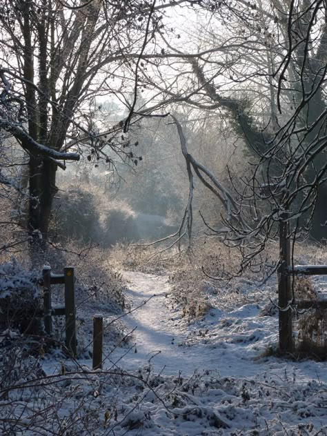 Middlewich,Cheshire. Snowy path In The Woods, Trees, Christmas