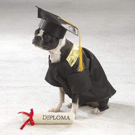 dog+graduation+cap+and+gown | did look online and all the puppy graduation customes are sold out ... Dog Graduation Cap, Dog Graduation, Graduation Cap And Gown, Reactive Dog, Graduation Gown, Aggressive Dog, Cap And Gown, American Kennel Club, Animal Behavior