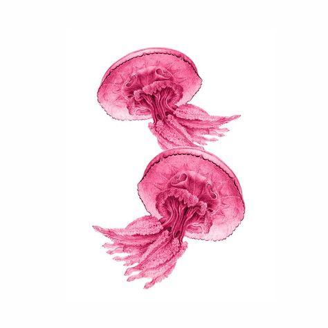 Two graceful, lace-like bubble gum pink jellyfish. A bit of the tranquil sea to hang on your wall.  This print is made from a vintage image lovingly cleaned and enhanced to make a gorgeous art print.  It is printed on white, archival, heavyweight photo matte paper that measures 8 1/2 x 11 inches for easy framing. The image itself measures roughly 8 inches high by 10 inches wide.  Frame is not included.  Please note that international orders, while usually arriving much soon, can take up to 30 da Fav Wallpaper, Pink Nautical, Beach Wall Collage, Pink Jellyfish, Teen Stuff, Nautical Vintage, Wall Pics, Cute Summer Wallpapers, Midnight Memories