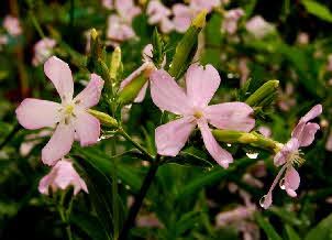 Soapwort flowers: Soapwort leaves and roots are rich in saponins which produce a lather in water and can be used for washing in place of modern soaps and detergents. Witch Garden, Family Garden, Artist Gifts, Drying Herbs, Growing Herbs, Flax Seed, Natural Cleaning Products, Farm Gardens, Lush Green