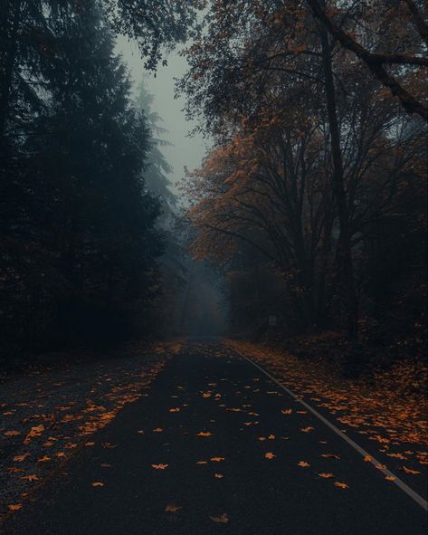 Tacoma & Seattle Photographer в Instagram: «Fall into place 🍂 . . . . . . . #TacomaWA #TacomaWashington #Tacoma_WA #TacomaPhotography #TacomaPhotographer #GritCity #SeattlePhotography…» Klein Morreti, Dark Fall Aesthetic, Fall Rain, Autumn Dark, Seattle Photography, Dark Fall, Fall Mood Board, Autumn Rain, Last Kiss