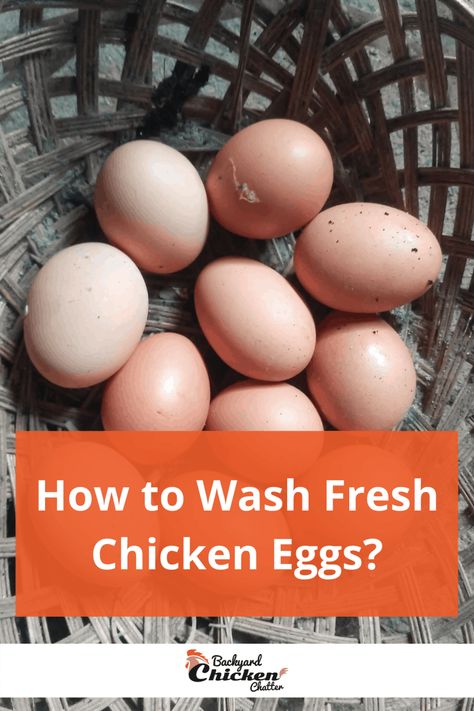 Unwashed Eggs, Chicken Tips, Raising Quail, Chicken Poop, Clean Chicken, Chicken Health, Small Chicken, How Do You Clean, Farm Eggs