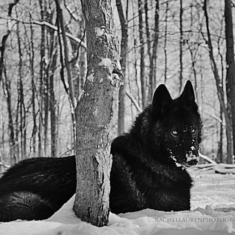 Black wolf with blue eyes. Strong and big. Good fighter. Black Wolf, Black Dog, Wolves, A Black, Photography, Black