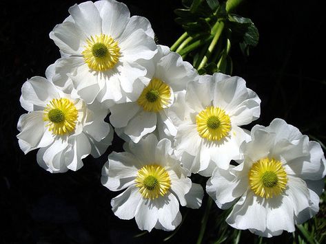 Mountain Flowers, Alpine Flowers, Mount Cook, Polynesian Art, Flower Pot Design, John Thomas, Led Light Design, Account Executive, Flower Bird