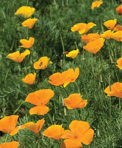 Poppy Flower Seeds, California Wildflowers, Vegetable Garden For Beginners, Starting A Garden, Plant Spacing, California Poppy, Poppy Seeds, Bulb Flowers, All Flowers