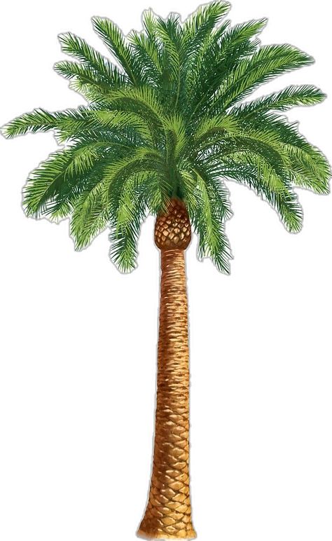 "Palm tree " Sticker for Sale by missgrumpypants | Redbubble Draw Palm Tree, Tree Drawing Illustration, Palm Tree Sticker, Dates Tree, Majesty Palm, Palm Tree Drawing, Palm Tree Island, Beach Wall Collage, Plant Texture