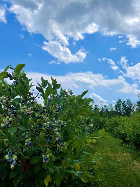 Blueberry field with blue sky Blueberry Field, Blueberry Farm, Strawberry Garden, Hendrix, Flower Field, Maid Of Honor, First Night, Blue Sky, Paintings